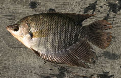 財魚|招財魚(戰船魚):外形特徵,分布範圍,生活習性,飼養方法,。